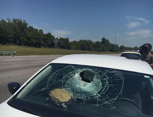 美国女子开车公路行驶 一只乌龟突然迎面飞来撞破挡风玻璃