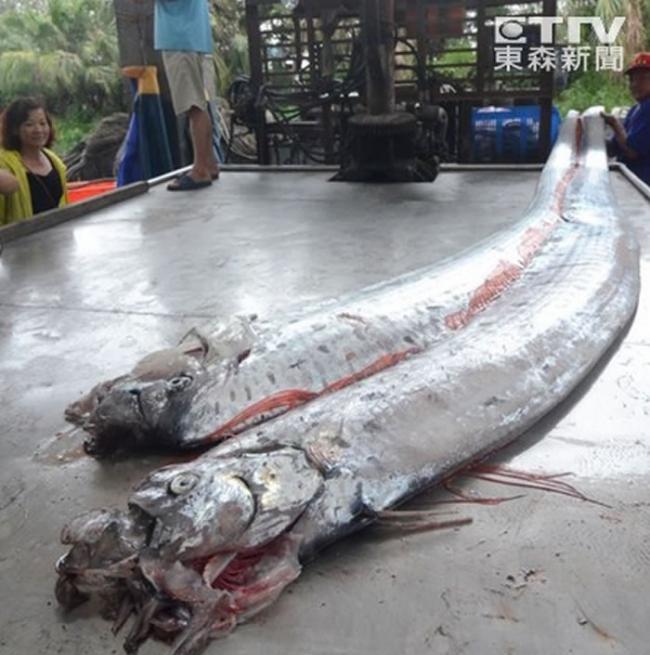 台湾两次地震震出2条4米多长的俗称地震鱼的勒氏皇带鱼