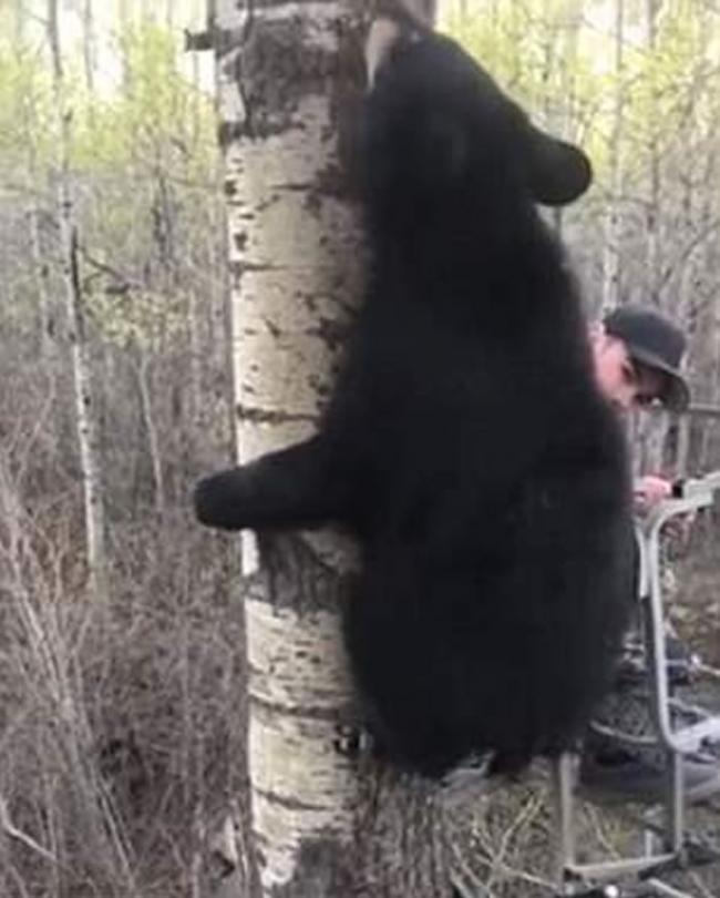 加拿大艾伯塔省少年首次外出捕猎就迎头遇上黑熊宝宝