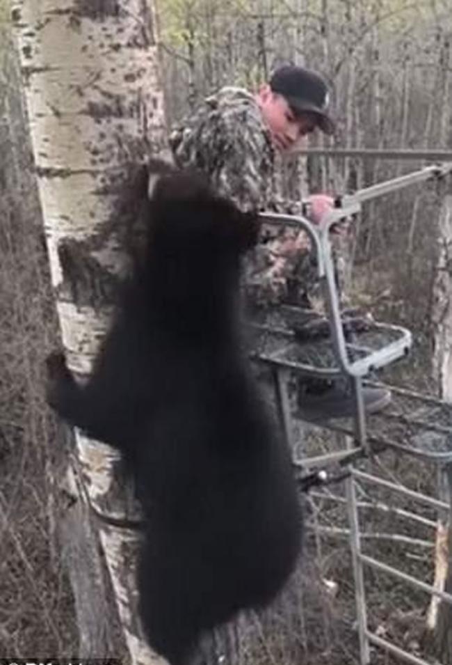 加拿大艾伯塔省少年首次外出捕猎就迎头遇上黑熊宝宝