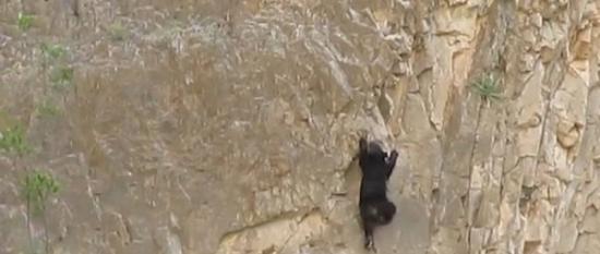 美国德州大弯曲国家公园勇敢黑熊母子爬悬崖
