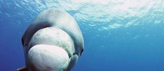 野生生物纪录片潜水机器人潜入海底拍摄海洋生物的秘密生活