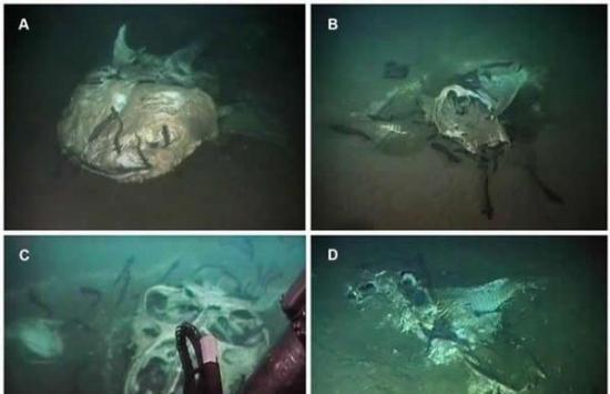 安拉哥海底发现大型海洋动物的“水下墓地”