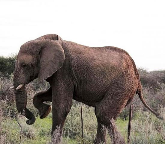 非洲大象“内莉”熟练跨过农民架设的电网去寻找食物