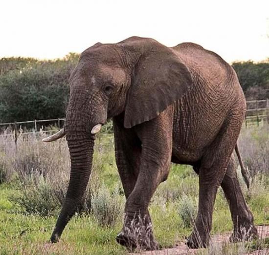 非洲大象“内莉”熟练跨过农民架设的电网去寻找食物