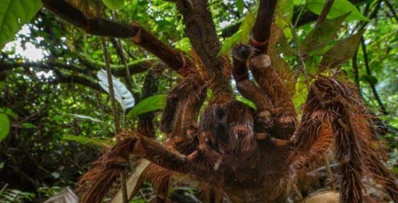 昆虫学家在亚马逊雨林发现巨型蜘蛛