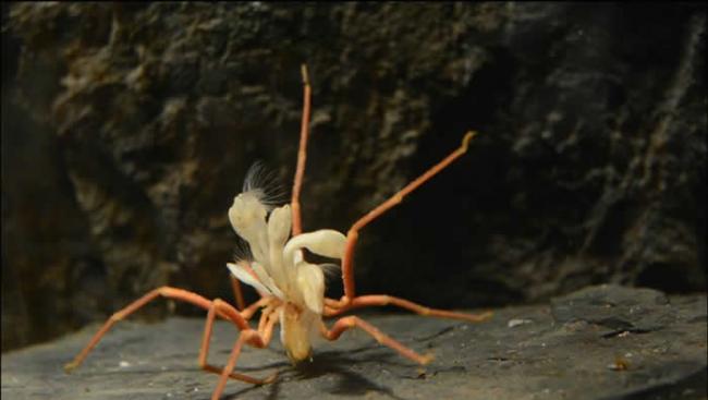 一只约15公分左右的南极海蜘蛛（Ammothea glacialis）身上长了好几只有柄藤壶（stalked barnacles），这重量负担使他走得相当辛苦。