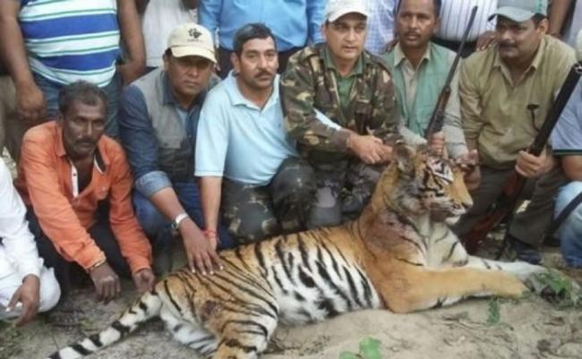 印度北部阿肯德邦一只食人老虎咬死2人被捕杀