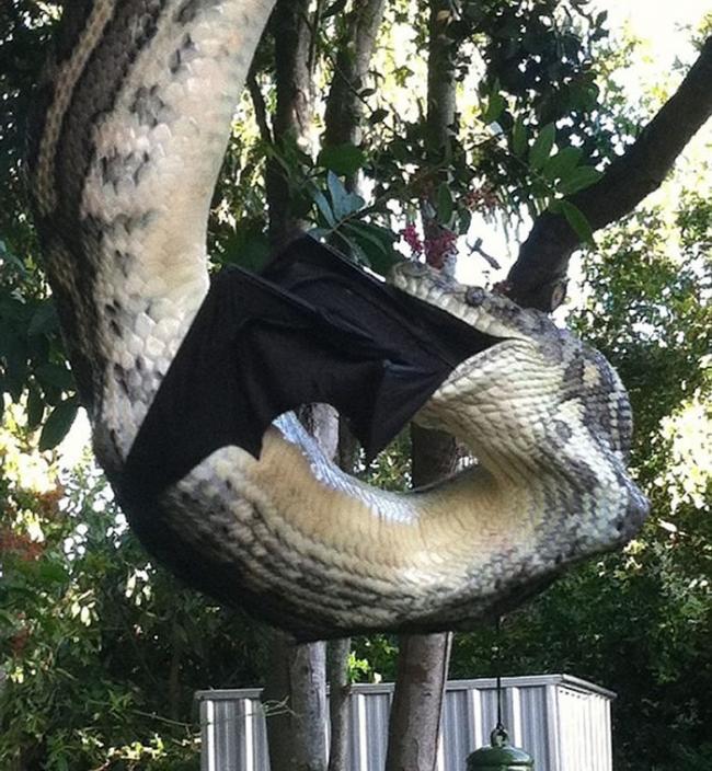 今年7月份，来自澳大利亚昆士兰州努萨的米莉-斯托弗灵与男友肖恩-图埃尔在自家后院中也抓拍到一条巨型蟒蛇吞食黑色蝙蝠的惊人场景。