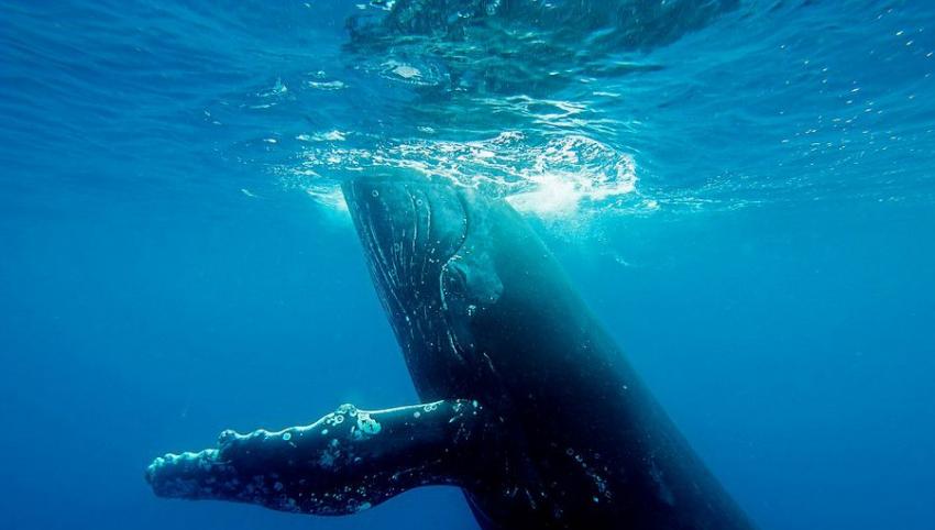 澳大利亚国家地理野生纪录片探险队拍摄到座头鲸交配繁殖全过程