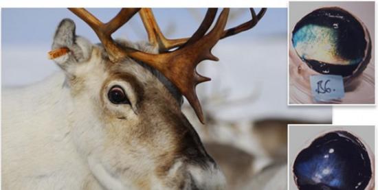 北极驯鹿眼睛中有一种天然“美瞳”可根据季节变化自动变换颜色