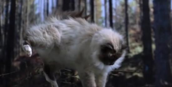 英国独立电视台纪录片《猫的生命秘密》揭示猫从高处跳下不受伤之谜