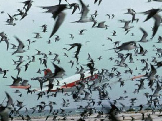 科学家认为，鸟类在计算如何避免相撞时，不会考虑到飞机的速度，而是仅仅根据某一时间双方距离的远近。这也就导致了每年数以千计的鸟类死亡和众多潜在的飞机事故。