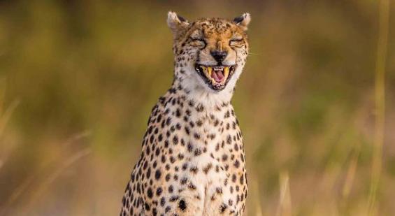 摄影师在肯尼亚马赛马拉国家公园抓拍到猎豹“大笑”照片