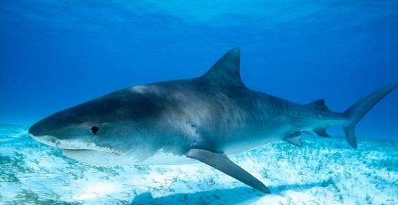 菲律宾渔民捕获巨型虎鲨 剖腹后骇然发现肚内竟有一个人头。图为一条虎鲨。