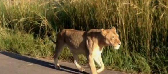 南非克鲁格国家公园母狮为保护其幼崽击退雄狮