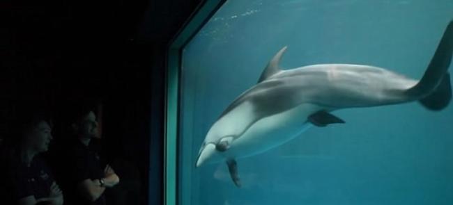 美国芝加哥水族馆海豚诞子 职员见证超温馨一刻