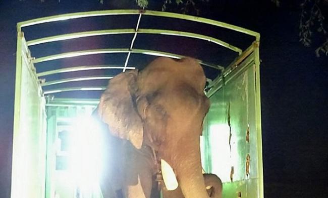 印度大象Sanjay遭盗猎者残忍囚禁长达50年后重获自由