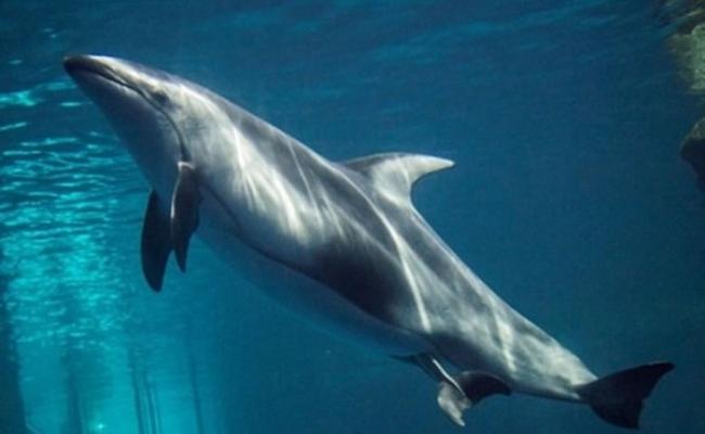 美国芝加哥水族馆海豚诞子 职员见证超温馨一刻