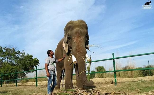 印度大象Sanjay遭盗猎者残忍囚禁长达50年后重获自由