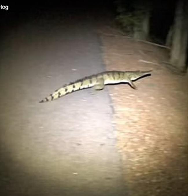 澳洲男子晚上归家途中发现有条鳄鱼躺在路中心 便上前看过究竟