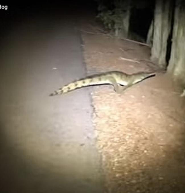 澳洲男子晚上归家途中发现有条鳄鱼躺在路中心 便上前看过究竟