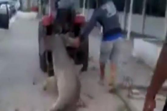 外国变态人用拖拉机拖行一条被冲上岸、仍然生存的锤头鲨