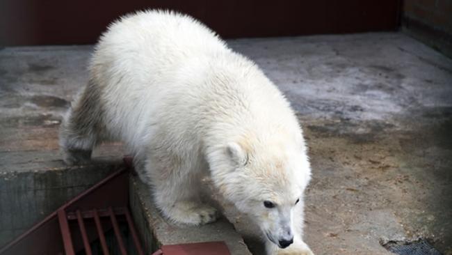 俄罗斯北极熊孤儿Nika落脚莫斯科动物园