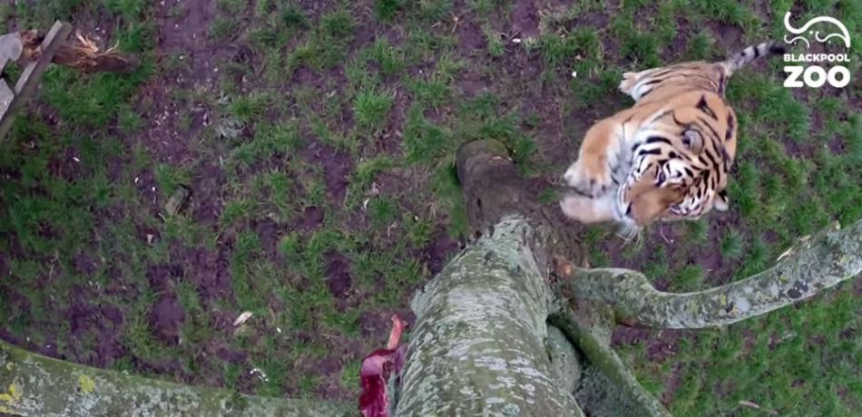 英国兰开夏郡的黑潭动物园训练老虎觅食