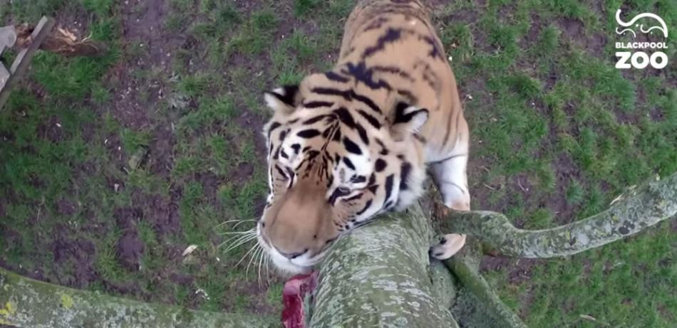 英国兰开夏郡的黑潭动物园训练老虎觅食