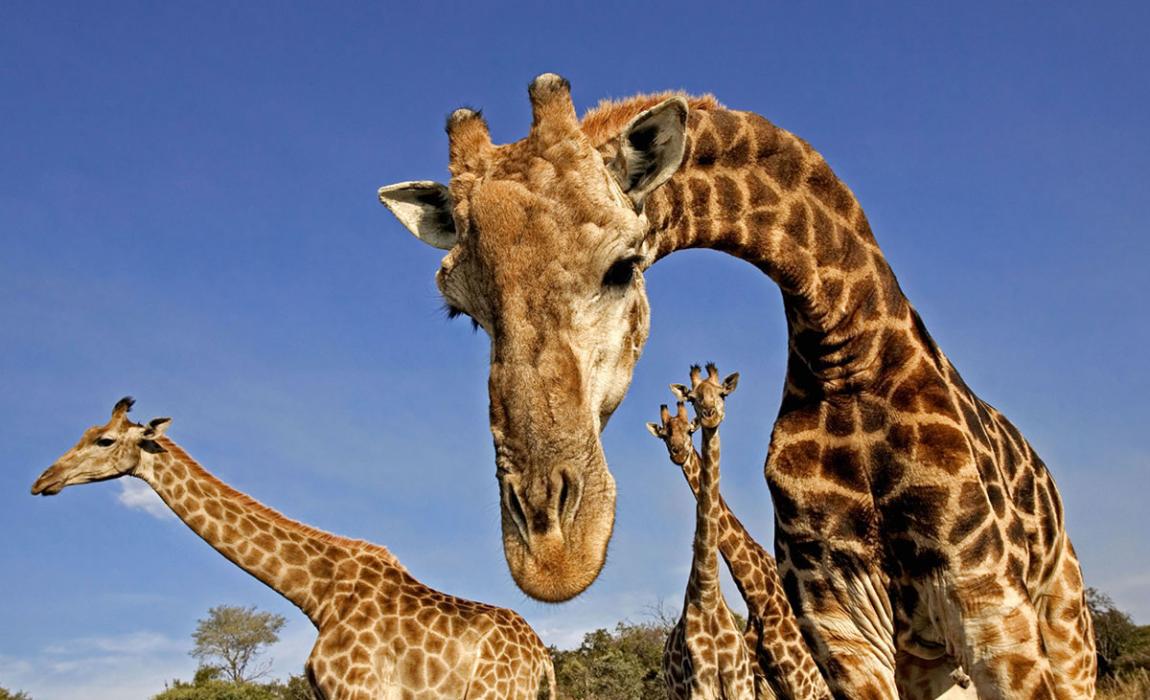 生物学家发现长颈鹿的“低吟”声