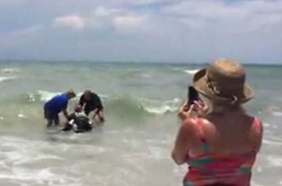 小海豚搁浅在美国佛罗里达州雷丁顿海滩 获救助最终回归深海