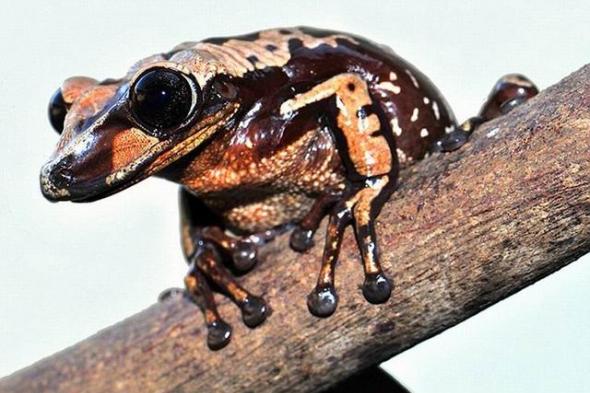 科学家最新研究发现生活在巴西热带雨林的两种青蛙拥有“秘密武器”，头部骨刺向任何威胁动物注射毒液，其中一种青蛙每1克毒液可以杀死80人。