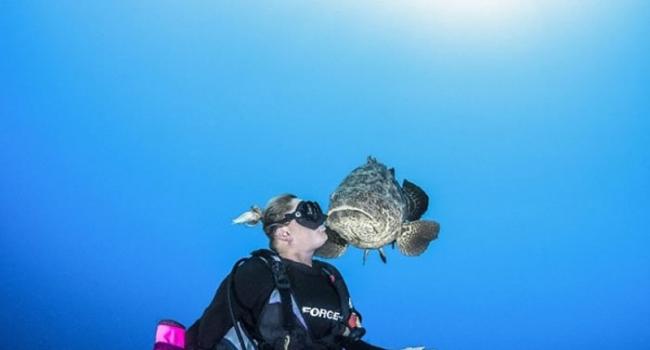美国佛罗里达州海岸潜水员与伊氏石斑鱼“热吻”
