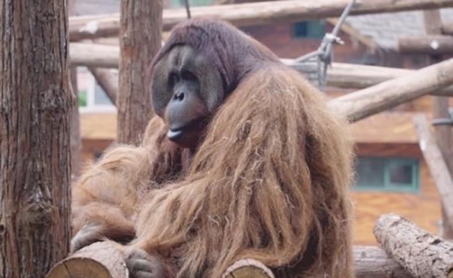 全国唯一会画画的红山森林动物园红毛猩猩“乐申”逃走 麻醉后暴毙