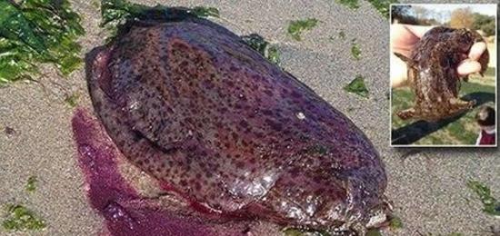 美国加利福尼亚州海岸出现巨型紫色软体生物 专家推测可能是海兔