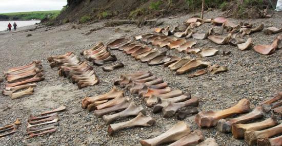 西伯利亚雅拿考古遗址发掘的猛犸象骨骼表明人们猎杀猛犸象的主要目标是象牙，后者可以被用于制造工具。