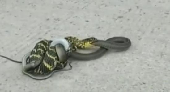 “小蛇吃大蛇”：印花蛇生吞乌梢蛇