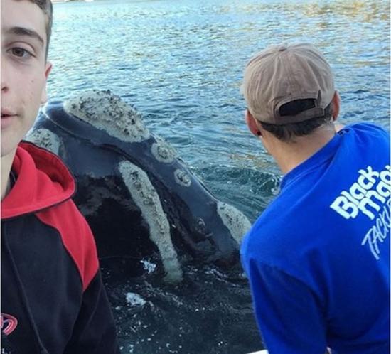 澳洲南露脊鲸嘴卡垃圾袋主动向人类求援
