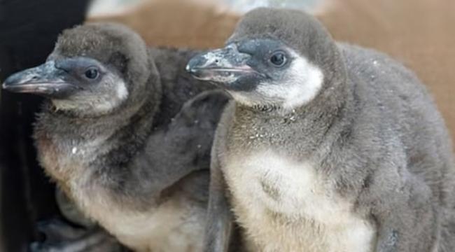 小企鹅的父母遇害，它们现时健康长大。