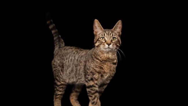 一项针对古代猫咪基因的研究指出，虎斑花纹是中世纪时期才出现的。 PHOTOGRAPH BY JOEL SARTORE, NATIONAL GEOGRAPHIC