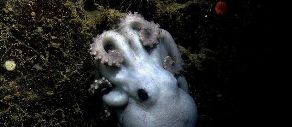 这只章鱼母亲在长达53个月的孵卵期里忽视了美食的诱惑