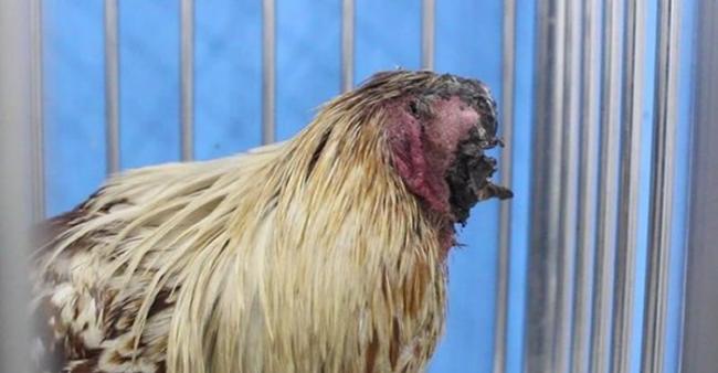 泰国叻丕府寺庙僧侣发现一只“无头鸡”正在走动