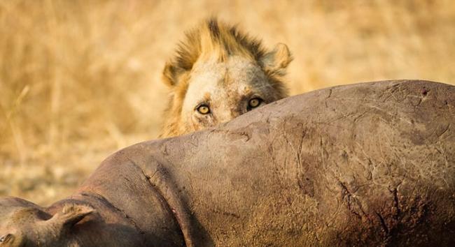 赞比亚的卢安瓜谷底饥饿非洲雄狮尽情享用死河马