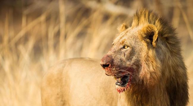 赞比亚的卢安瓜谷底饥饿非洲雄狮尽情享用死河马