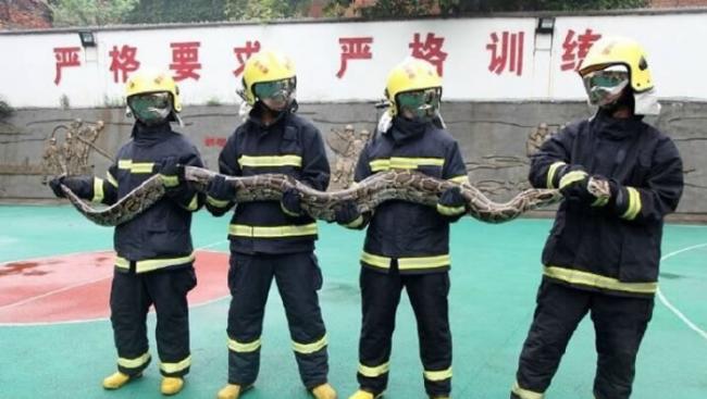 整条蟒蛇需要4名消防员才能拿起。
