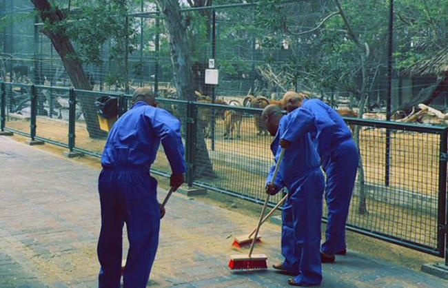 迪拜3名虐猫男子遭逮捕，并被罚连续打扫动物园90天。（图/美联社）