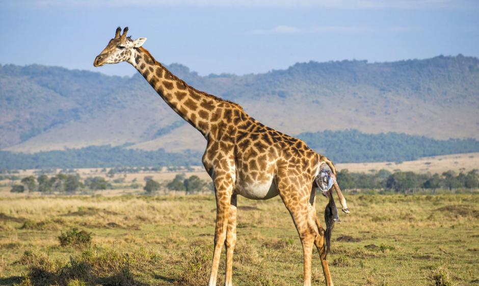 肯尼亚马赛马拉国家保护区捕捉到长颈鹿分娩的温馨画面