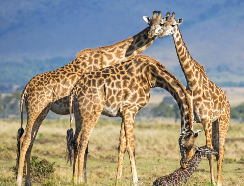 肯尼亚马赛马拉国家保护区捕捉到长颈鹿分娩的温馨画面
