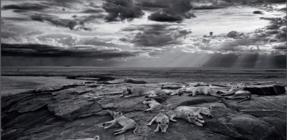 塞伦盖蒂的望比狮群在独山上歇息。 PHOTO BY: MICHAEL NICHOLS
